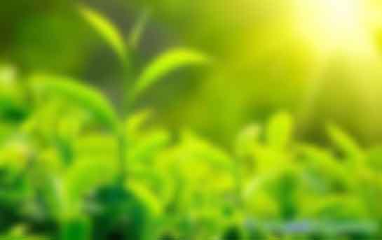 疫情陰影下，CCER憑什么六個月價格暴漲三倍？