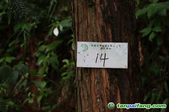 單株碳匯樹木統(tǒng)一編號(hào)