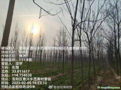 助力碳達(dá)標(biāo)，林木雙保障 全國(guó)首單楸樹(shù)碳匯指數(shù)保險(xiǎn)落地河南周口