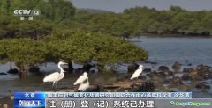 自愿碳是什么碳？促進溫室氣體減排 這個市場很重要