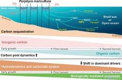 大型海藻養(yǎng)殖碳匯研究領(lǐng)域取得新進(jìn)展